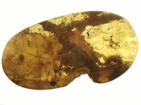 Kopal mit Insekten
