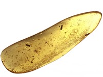 Kopal mit Insekten