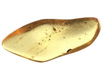 Kopal mit Insekten
