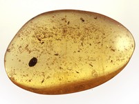 Kopal mit Insekten
