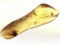 Kopal mit Insekten