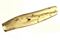 Kopal mit Insekten