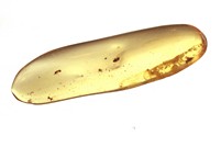 Kopal mit Insekten