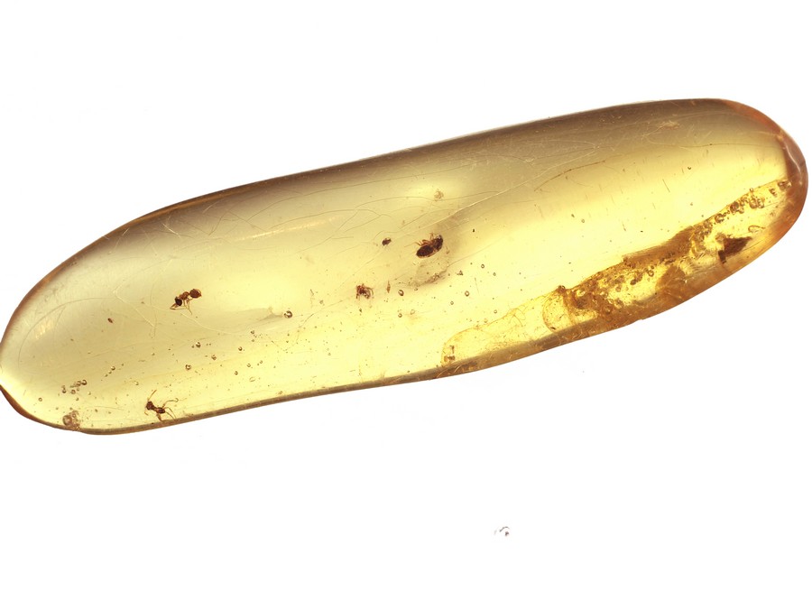 Kopal mit Insekten