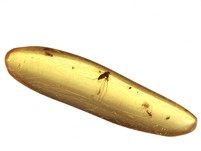 Kopal mit Insekten