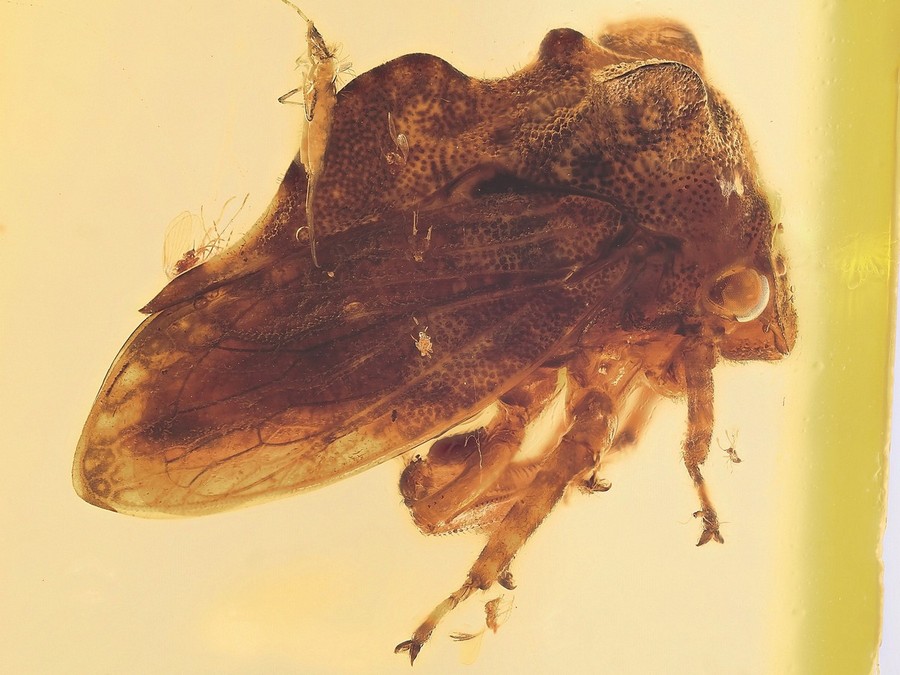 Gro�e Rarit�t: Buckelzirpe