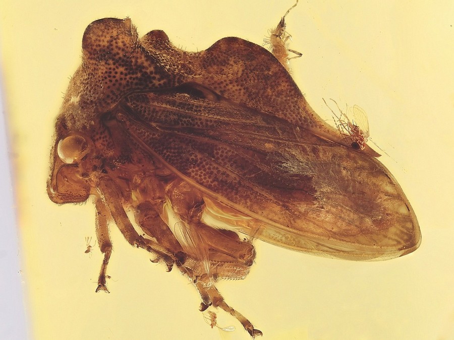 Gro�e Rarit�t: Buckelzirpe