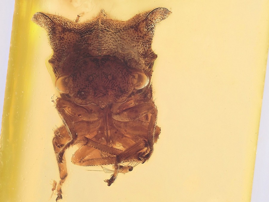 Gro�e Rarit�t: Buckelzirpe