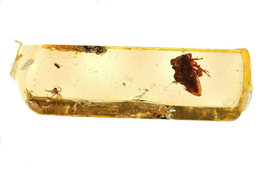 Gro�e Rarit�t: Buckelzirpe