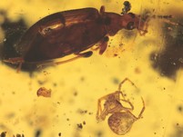 Käfer, Spinne