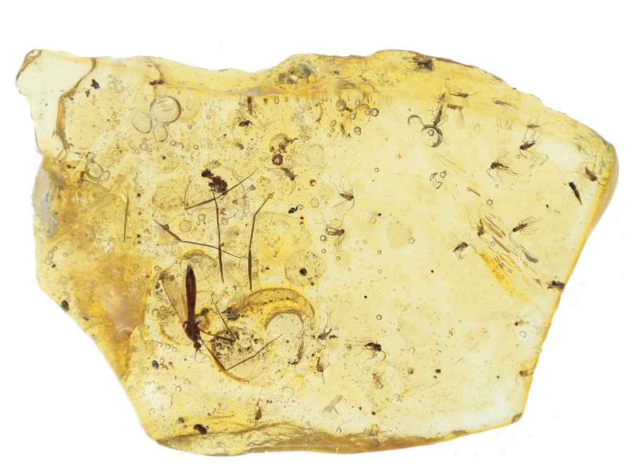 Groe Schnake und mehr