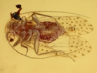 Staublaus, Schnake, Termite