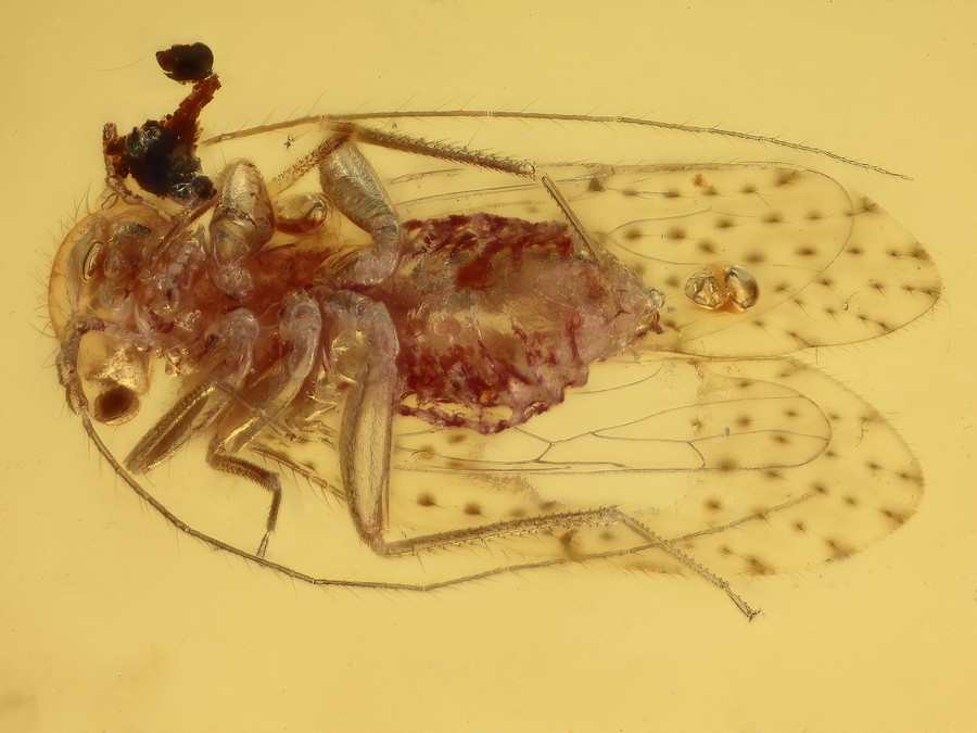 Staublaus, Schnake, Termite