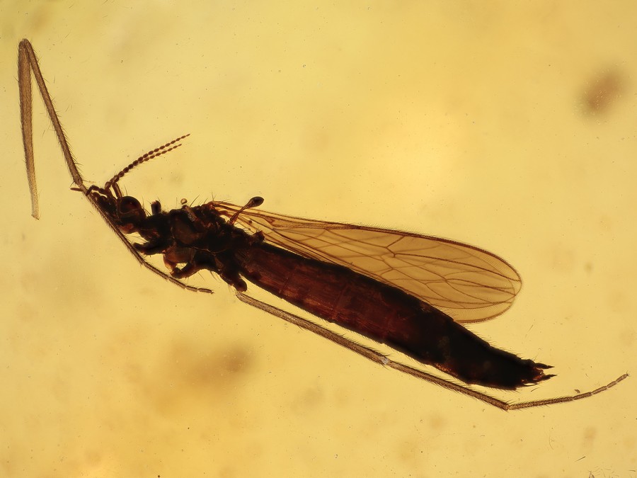 Staublaus, Schnake, Termite