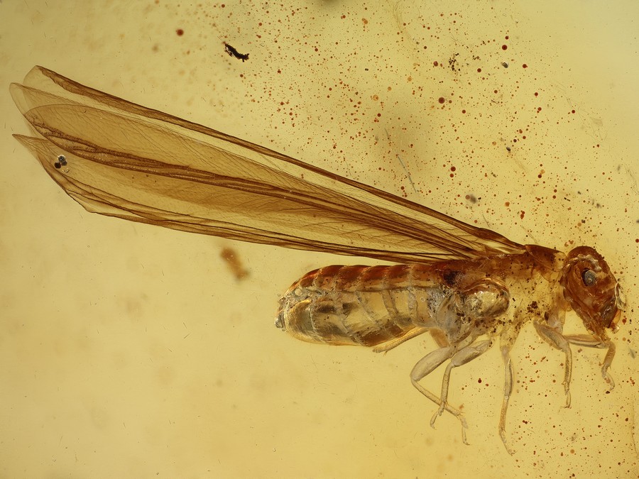 Staublaus, Schnake, Termite
