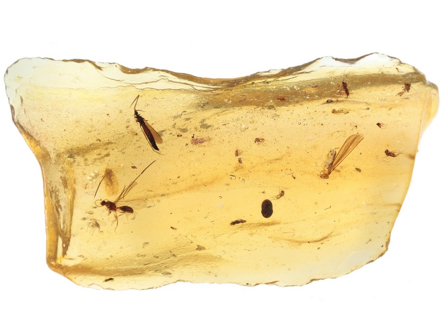 Staublaus, Schnake, Termite