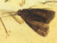 Kleinschmetterling