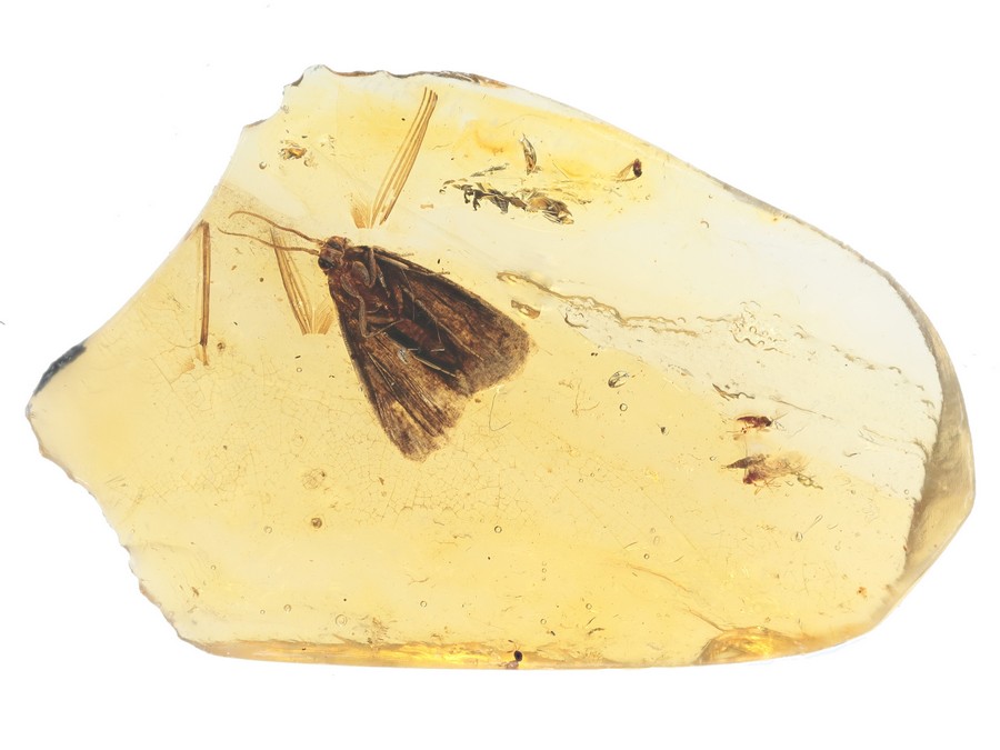 Kleinschmetterling