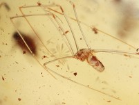 Rarität: Zitterspinne