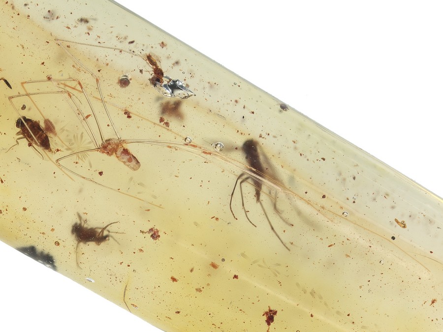 Raritt: Zitterspinne