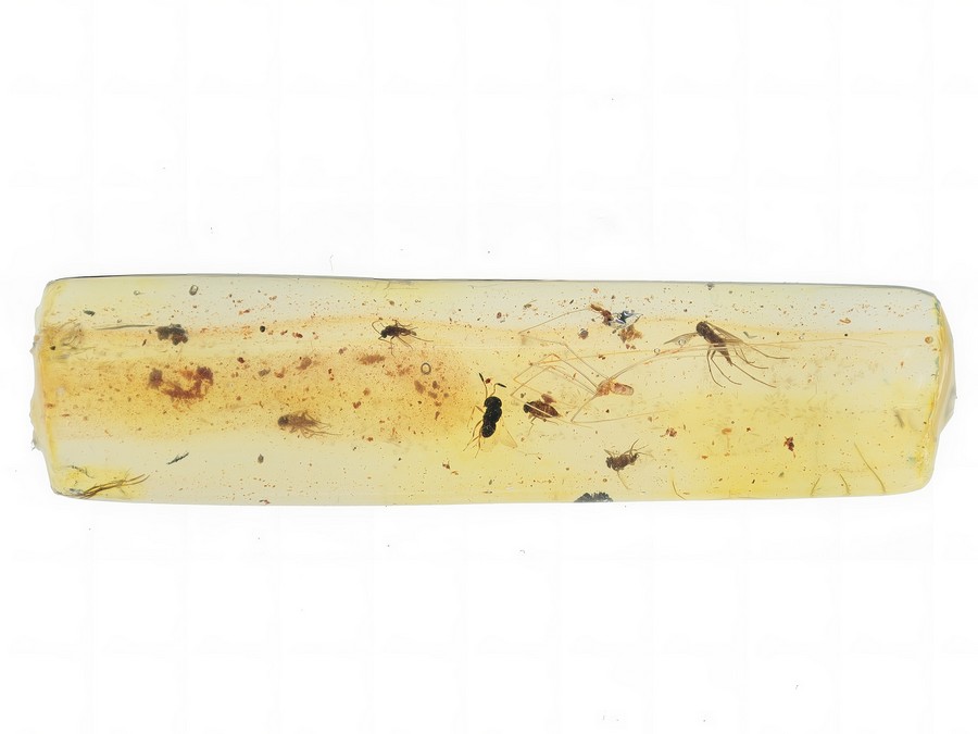 Raritt: Zitterspinne