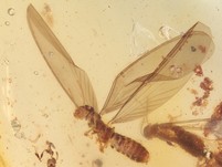 Termite im Fluge