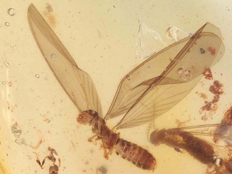 Termite im Fluge