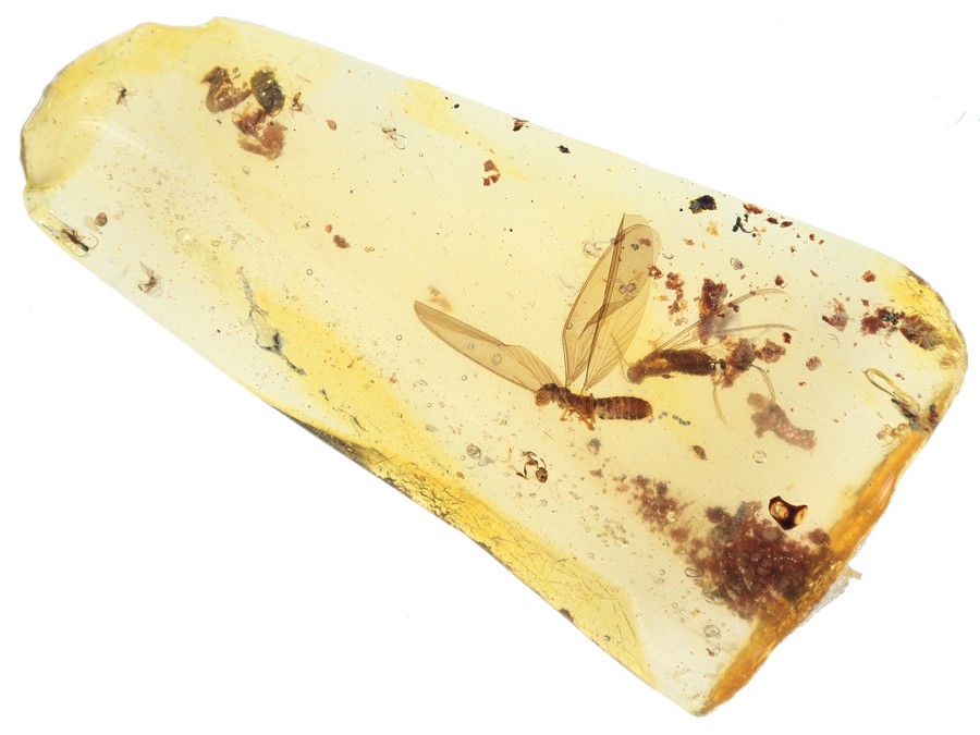 Termite im Fluge