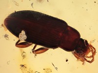 Moderkäfer, 2 Borkenkäfer