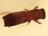 Borkenkäfer