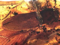 Großer Schnellkäfer, Blatt