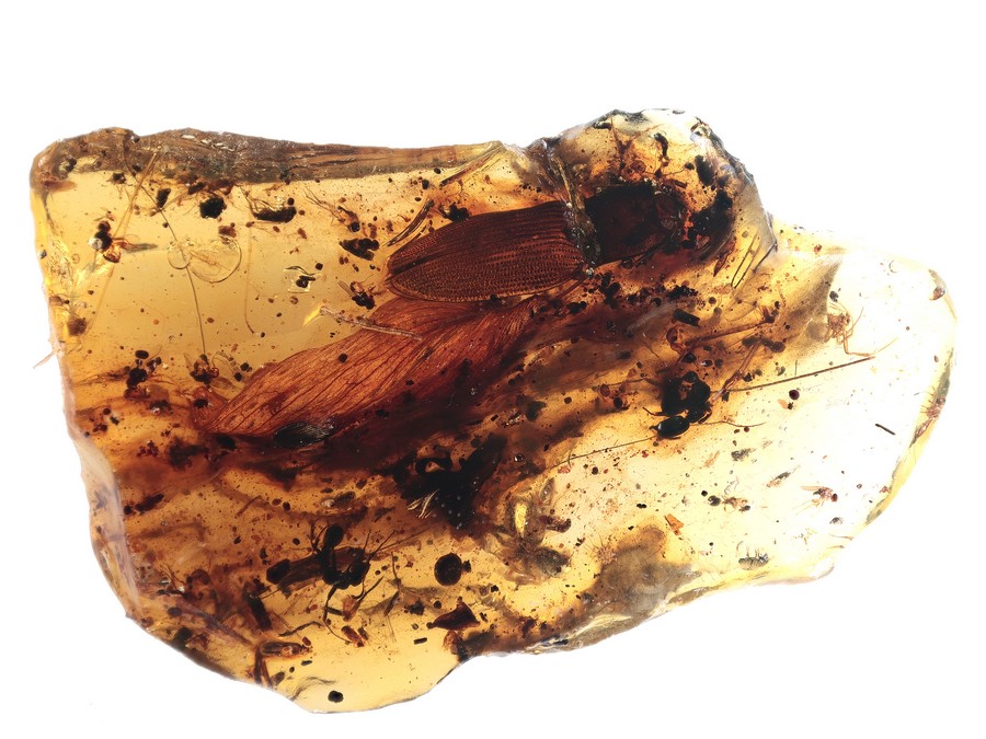Groer Schnellkfer, Blatt