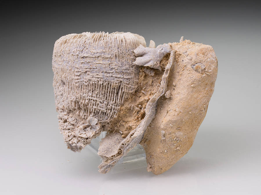 Korallen aus dem Jura von Nattheim