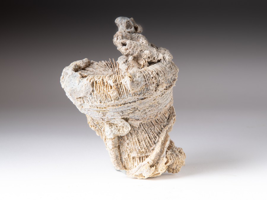 Einzelkoralle - Montlivaltia