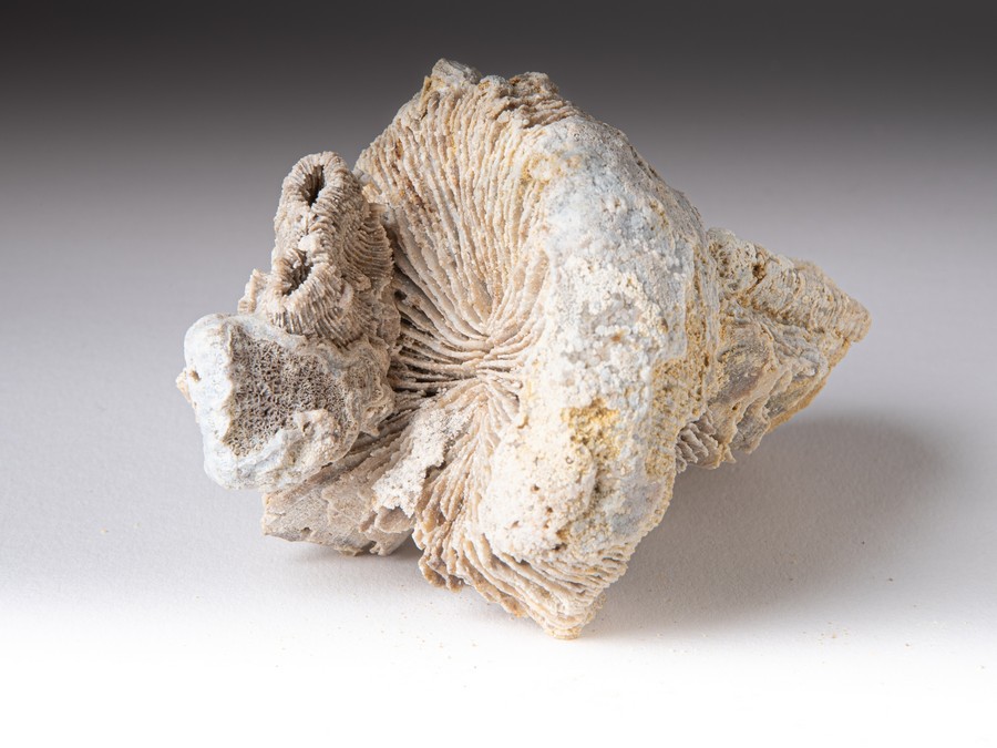 Einzelkoralle - Montlivaltia