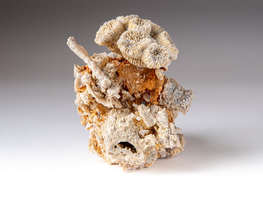 Astkoralle - Thecosmilia