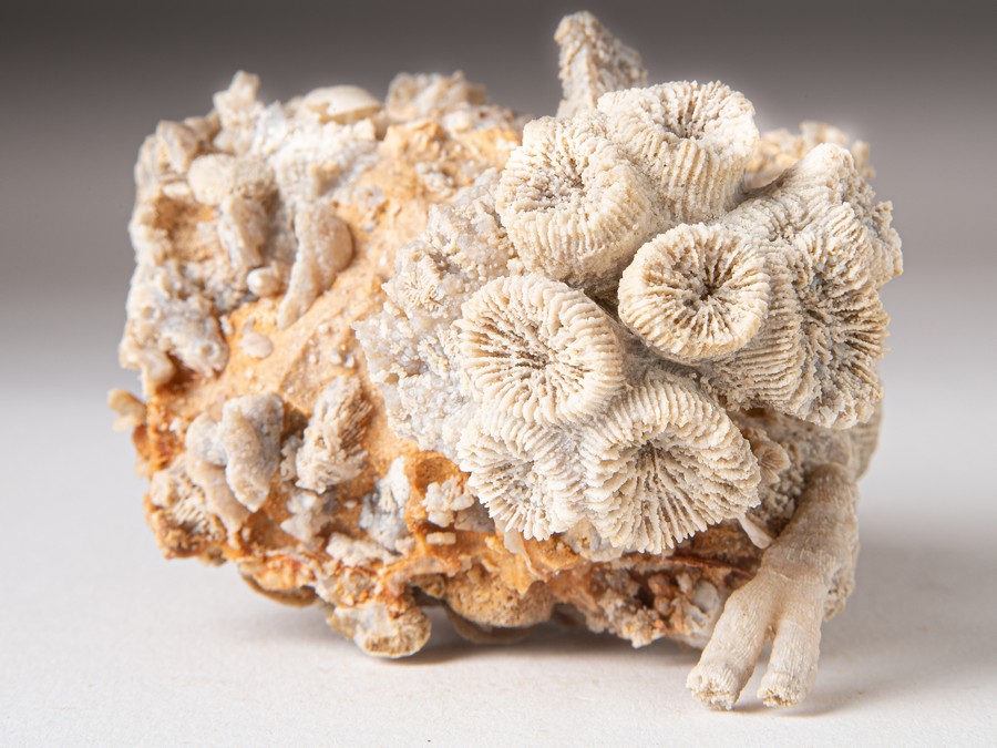 Astkoralle - Thecosmilia