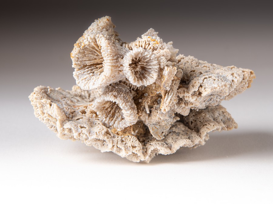 M�anderkoralle, Astkoralle