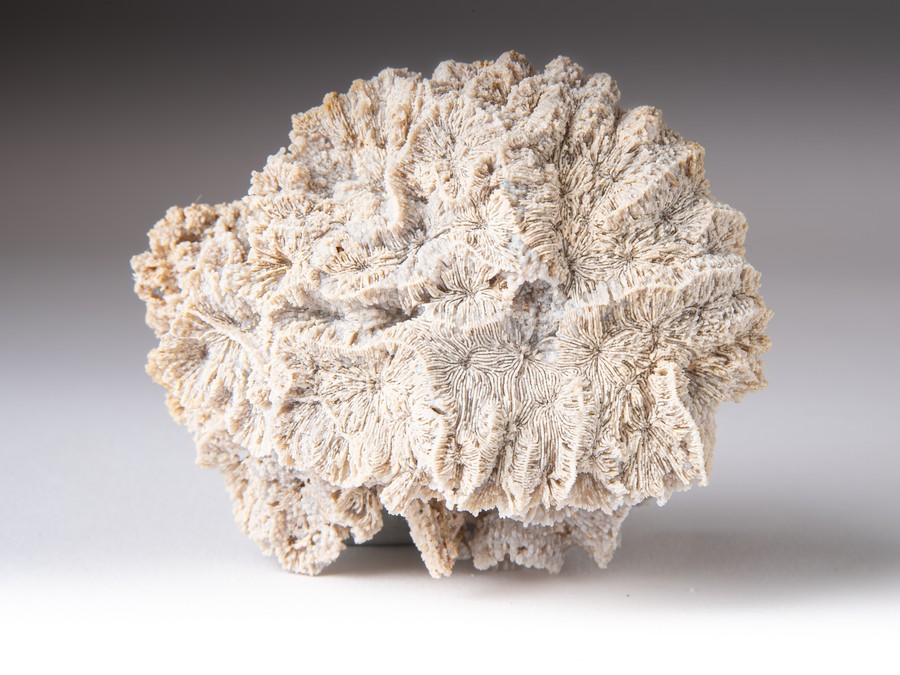 M�anderkoralle, Astkoralle