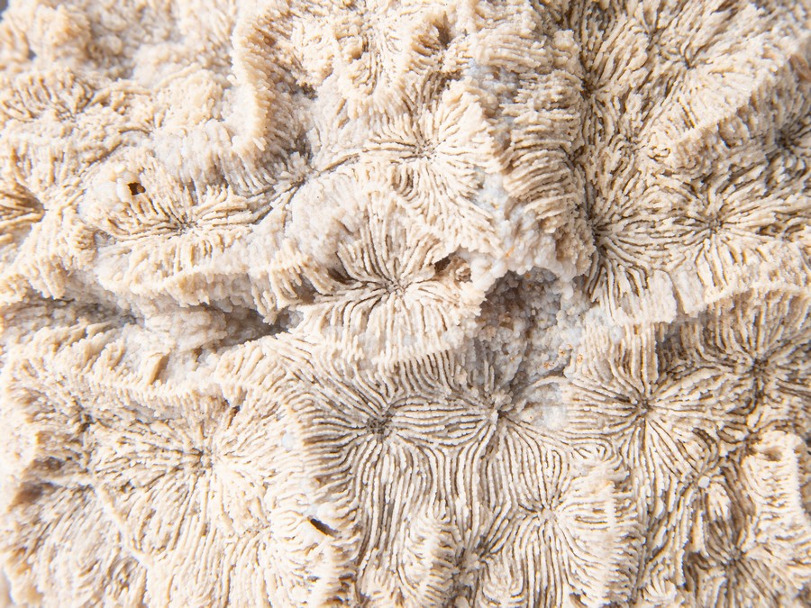 M�anderkoralle, Astkoralle