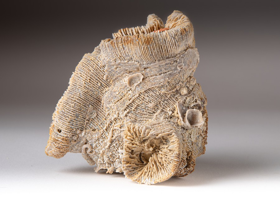 Korallen aus Nattheim zum Kaufen