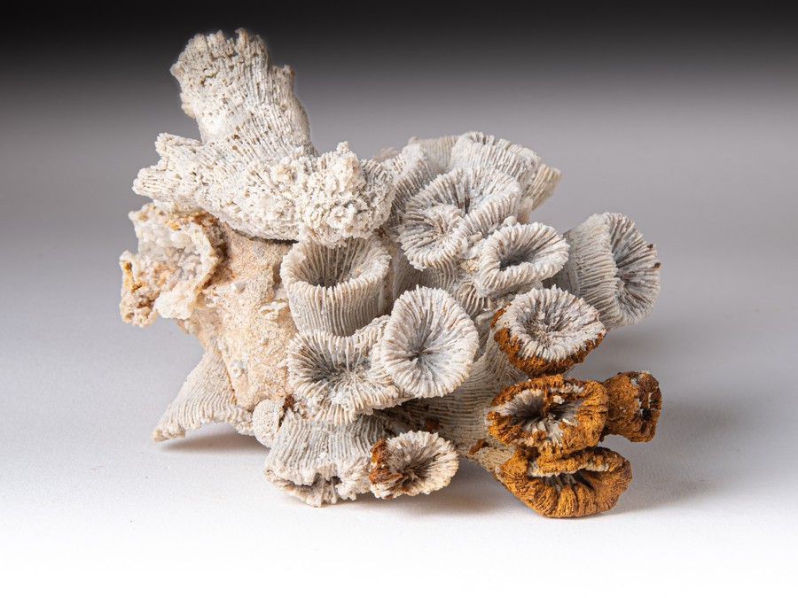 Astkoralle - Thecosmilia