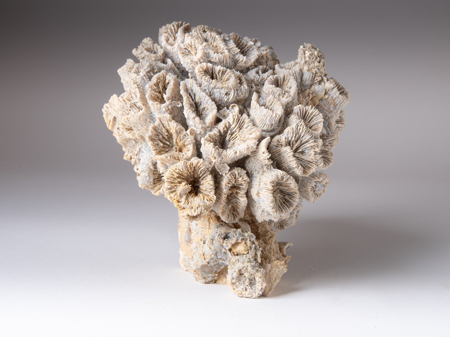 Astkoralle - Thecosmilia