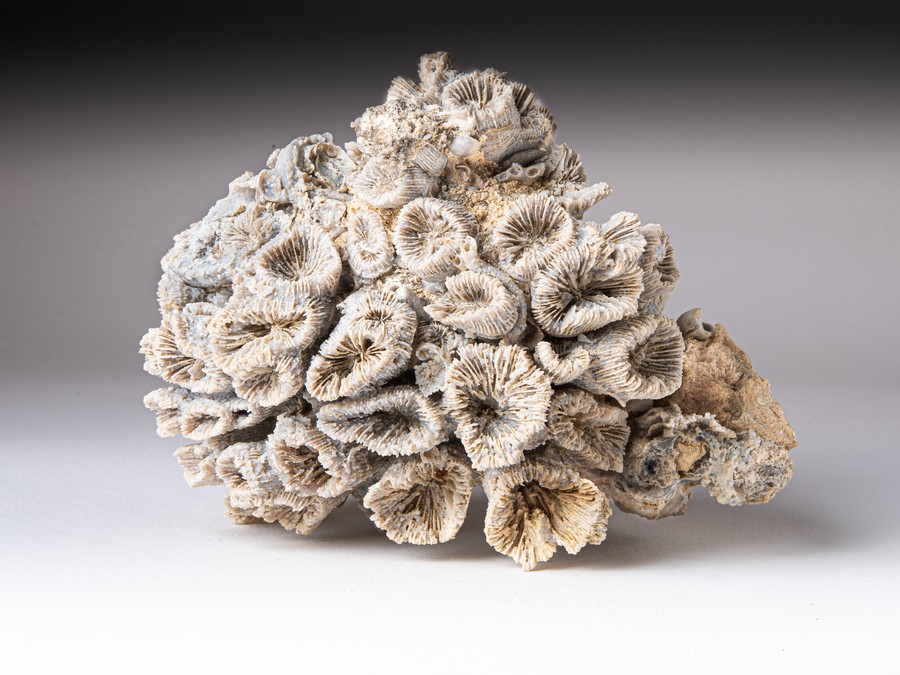 Astkoralle - Thecosmilia