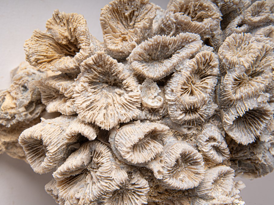 Astkoralle - Thecosmilia