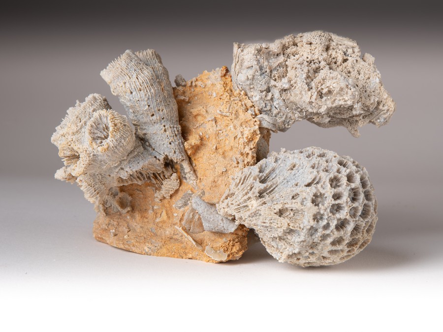 Astkoralle, Sternkoralle