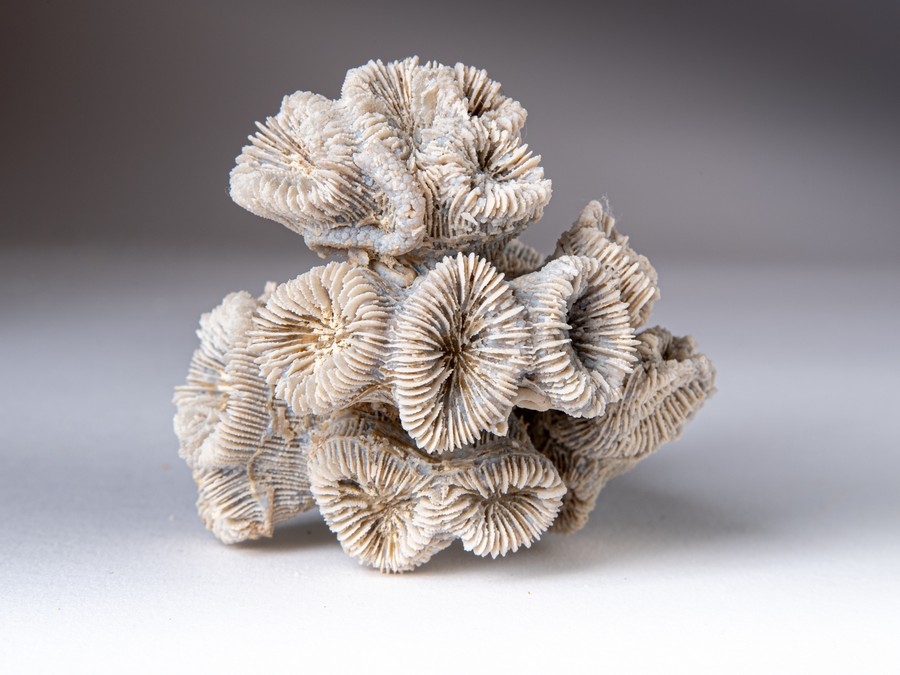 Astkoralle - Thecosmilia