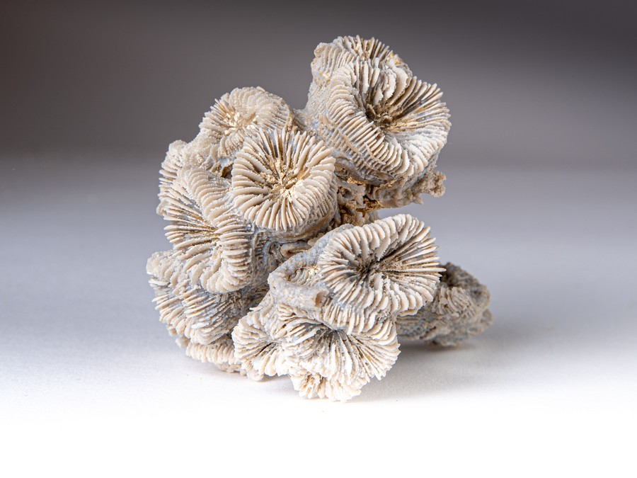 Astkoralle - Thecosmilia