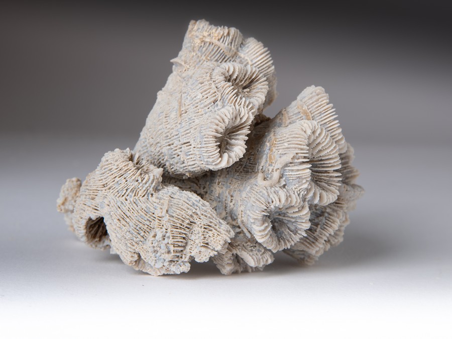 Astkoralle - Thecosmilia