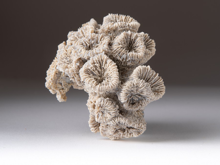 Astkoralle - Thecosmilia